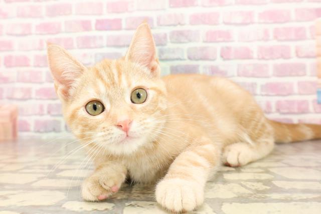栃木県のアメリカンショートヘアー (Coo&RIKU小山店/2025年5月28日生まれ/女の子/レッドタビー)の子猫の2枚目の画像