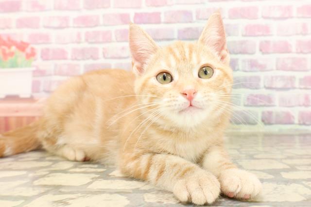 栃木県のアメリカンショートヘアー (Coo&RIKU小山店/2025年5月28日生まれ/女の子/レッドタビー)の子猫の3枚目の画像