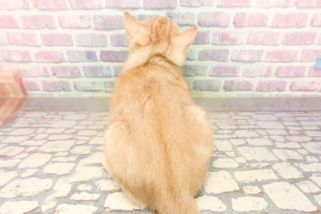 栃木県のアメリカンショートヘアー (Coo&RIKU小山店/2025年5月28日生まれ/女の子/レッドタビー)の子猫の4枚目の画像