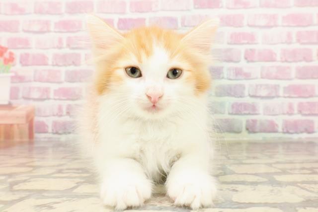 ノルウェージャン・フォレストキャット