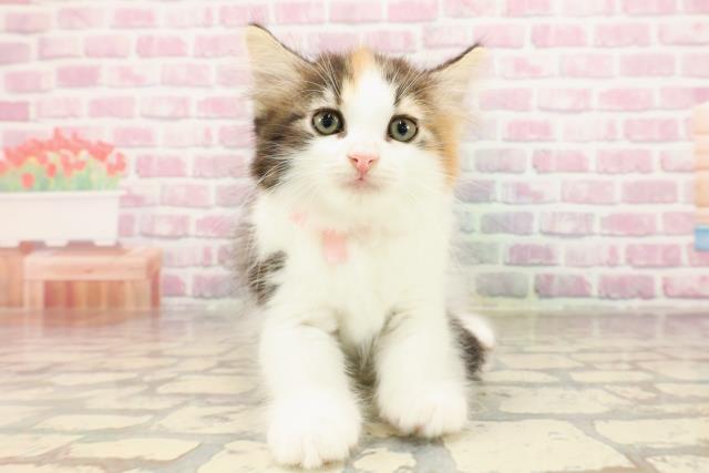 ノルウェージャン・フォレストキャット