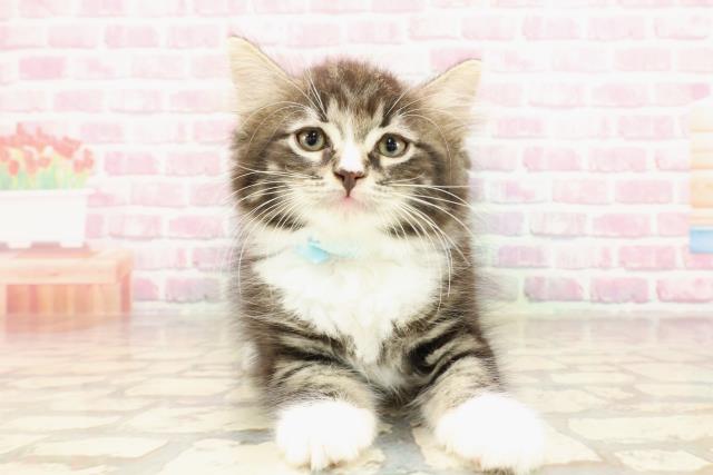 ノルウェージャン・フォレストキャット