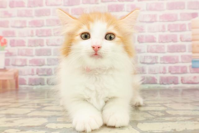 ノルウェージャン・フォレストキャット