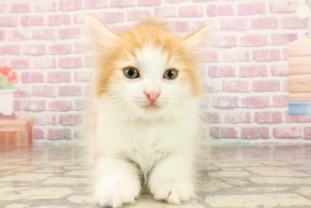 ノルウェージャン・フォレストキャット