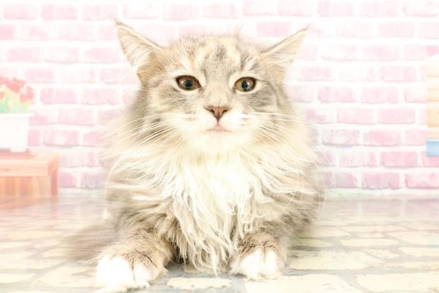 ノルウェージャン・フォレストキャット