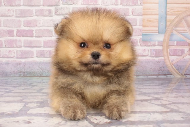 大阪府のポメラニアン (Coo&RIKU心斎橋店/2025年5月30日生まれ/男の子/オレンジ)の子犬の1枚目の画像