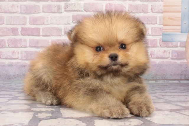 大阪府のポメラニアン (Coo&RIKU心斎橋店/2025年5月30日生まれ/男の子/オレンジ)の子犬の2枚目の画像