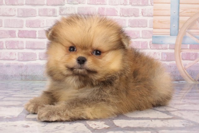 大阪府のポメラニアン (Coo&RIKU心斎橋店/2025年5月30日生まれ/男の子/オレンジ)の子犬の3枚目の画像