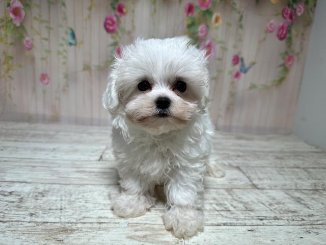 マルチーズ
