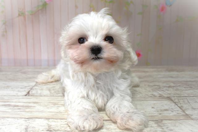 北海道のマルチーズ (Coo&RIKU北見店/2025年6月1日生まれ/男の子/ホワイト)の子犬の1枚目の画像