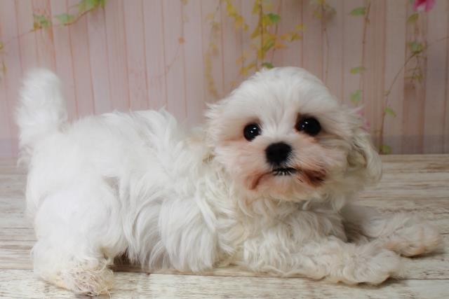 北海道のマルチーズ (Coo&RIKU北見店/2025年6月1日生まれ/男の子/ホワイト)の子犬の3枚目の画像