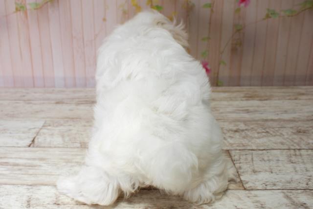 北海道のマルチーズ (Coo&RIKU北見店/2025年6月1日生まれ/男の子/ホワイト)の子犬の4枚目の画像