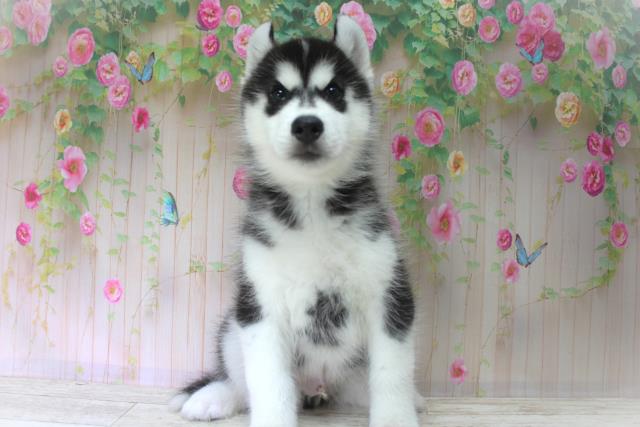福島県のシベリアンハスキー (Coo&RIKU郡山店/2025年5月31日生まれ/男の子/ブラックホワイト)の子犬