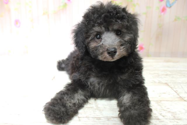 北海道のトイプードル(トイ) (Coo&RIKU函館店/2025年5月28日生まれ/女の子/シルバー)の子犬の1枚目の画像