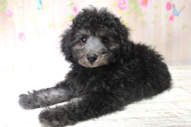 北海道のトイプードル(トイ) (Coo&RIKU函館店/2025年5月28日生まれ/女の子/シルバー)の子犬の2枚目の画像