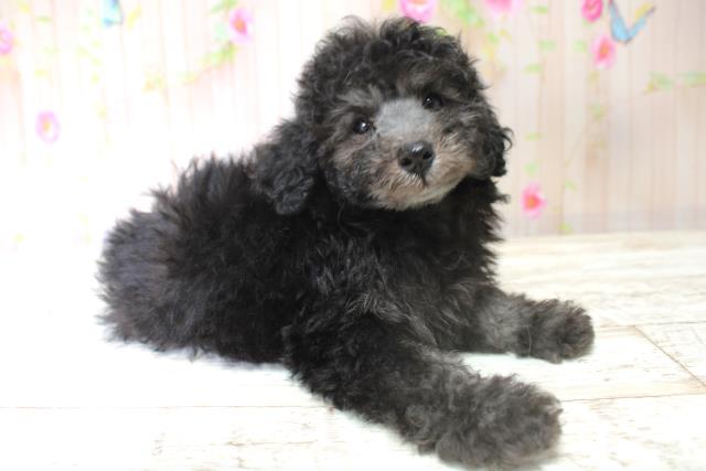 北海道のトイプードル(トイ) (Coo&RIKU函館店/2025年5月28日生まれ/女の子/シルバー)の子犬の3枚目の画像