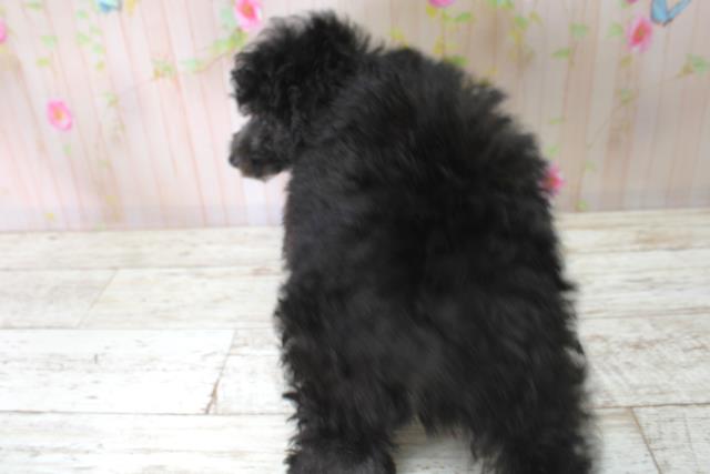 北海道のトイプードル(トイ) (Coo&RIKU函館店/2025年5月28日生まれ/女の子/シルバー)の子犬の4枚目の画像