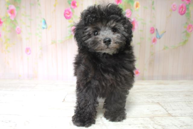 北海道のトイプードル(トイ) (Coo&RIKU札幌東店/2025年5月28日生まれ/女の子/シルバー)の子犬の1枚目の画像
