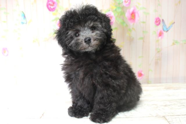 北海道のトイプードル(トイ) (Coo&RIKU札幌東店/2025年5月28日生まれ/女の子/シルバー)の子犬の2枚目の画像