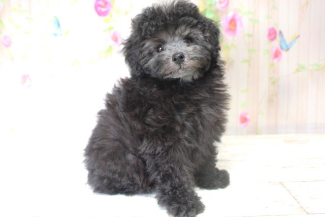 北海道のトイプードル(トイ) (Coo&RIKU札幌東店/2025年5月28日生まれ/女の子/シルバー)の子犬の3枚目の画像