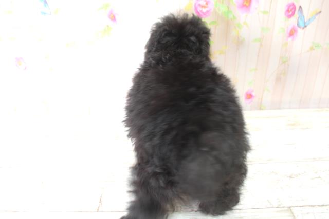 北海道のトイプードル(トイ) (Coo&RIKU札幌東店/2025年5月28日生まれ/女の子/シルバー)の子犬の4枚目の画像