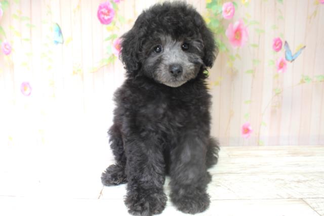北海道のトイプードル(トイ) (Coo&RIKU岩見沢店/2025年5月28日生まれ/女の子/シルバー)の子犬の1枚目の画像