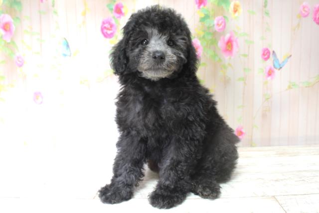 北海道のトイプードル(トイ) (Coo&RIKU岩見沢店/2025年5月28日生まれ/女の子/シルバー)の子犬の2枚目の画像