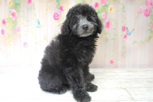 北海道のトイプードル(トイ) (Coo&RIKU岩見沢店/2025年5月28日生まれ/女の子/シルバー)の子犬の3枚目の画像