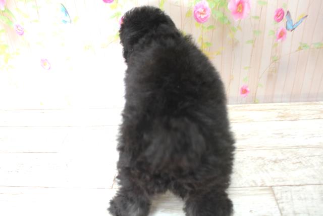 北海道のトイプードル(トイ) (Coo&RIKU岩見沢店/2025年5月28日生まれ/女の子/シルバー)の子犬の4枚目の画像