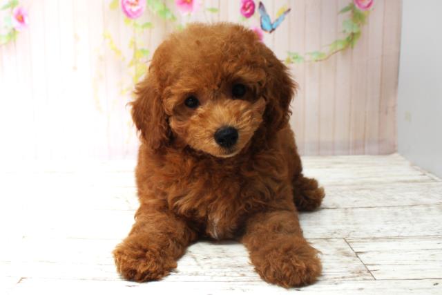 北海道のトイプードル(トイ) (Coo&RIKU岩見沢店/2025年5月28日生まれ/女の子/レッド)の子犬の1枚目の画像