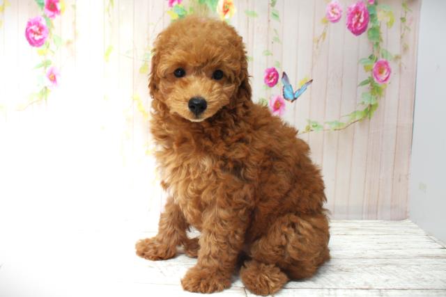 北海道のトイプードル(トイ) (Coo&RIKU岩見沢店/2025年5月28日生まれ/女の子/レッド)の子犬の2枚目の画像