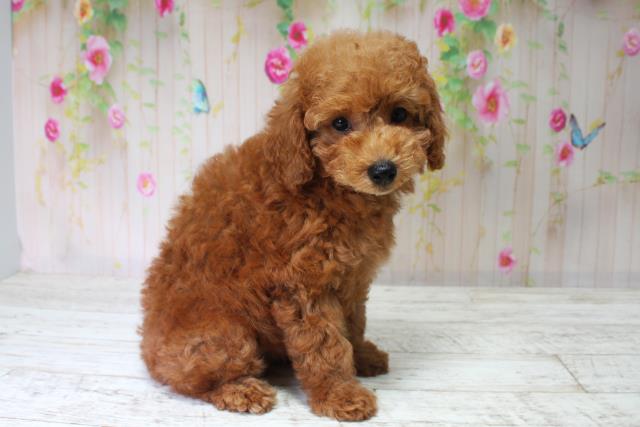 北海道のトイプードル(トイ) (Coo&RIKU岩見沢店/2025年5月28日生まれ/女の子/レッド)の子犬の3枚目の画像