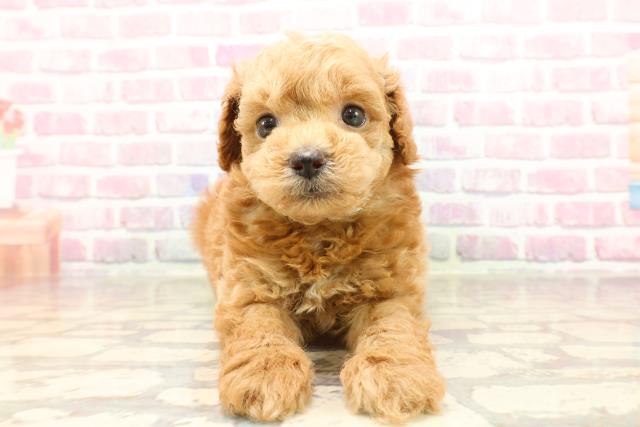 新潟県のトイプードル(トイ) (Coo&RIKU新潟西店/2025年6月1日生まれ/男の子/アプリコット)の子犬の1枚目の画像