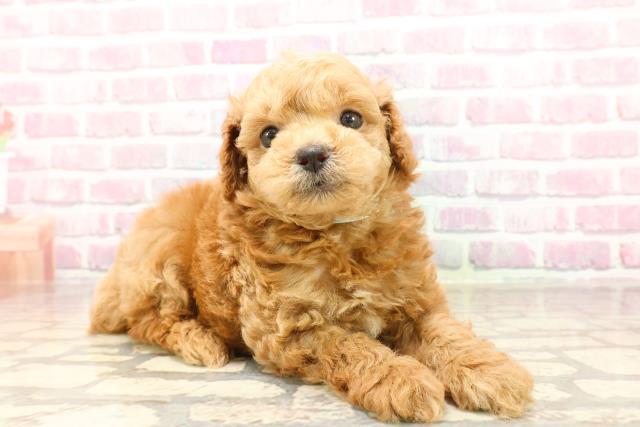新潟県のトイプードル(トイ) (Coo&RIKU新潟西店/2025年6月1日生まれ/男の子/アプリコット)の子犬の3枚目の画像