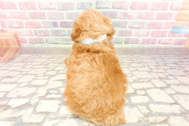 新潟県のトイプードル(トイ) (Coo&RIKU新潟西店/2025年6月1日生まれ/男の子/アプリコット)の子犬の4枚目の画像