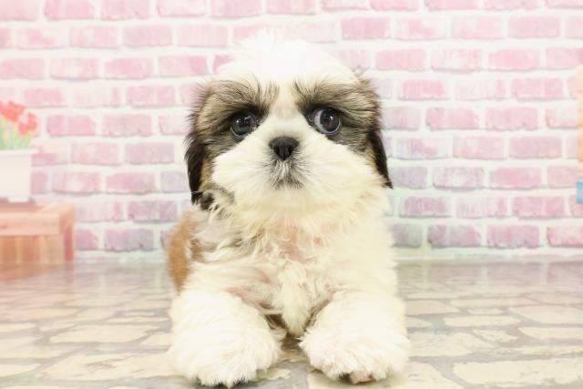 新潟県のシーズー (Coo&RIKU長岡店/2025年6月1日生まれ/女の子/ホワイトゴールド)の子犬の1枚目の画像