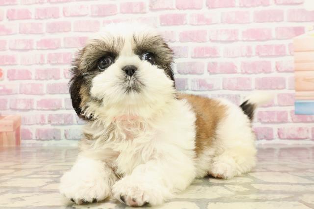 新潟県のシーズー (Coo&RIKU長岡店/2025年6月1日生まれ/女の子/ホワイトゴールド)の子犬の2枚目の画像