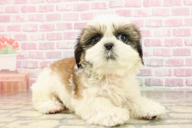 新潟県のシーズー (Coo&RIKU長岡店/2025年6月1日生まれ/女の子/ホワイトゴールド)の子犬の3枚目の画像