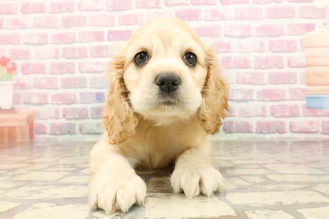 新潟県のアメリカンコッカースパニエル (Coo&RIKU長岡店/2025年6月1日生まれ/男の子/バフ)の子犬の1枚目の画像