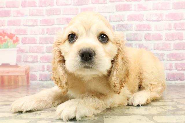 新潟県のアメリカンコッカースパニエル (Coo&RIKU長岡店/2025年6月1日生まれ/男の子/バフ)の子犬の2枚目の画像
