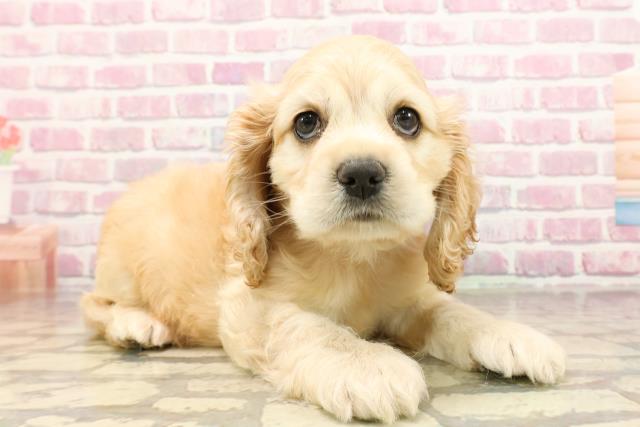 新潟県のアメリカンコッカースパニエル (Coo&RIKU長岡店/2025年6月1日生まれ/男の子/バフ)の子犬の3枚目の画像