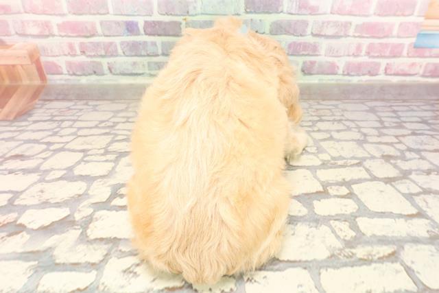 新潟県のアメリカンコッカースパニエル (Coo&RIKU長岡店/2025年6月1日生まれ/男の子/バフ)の子犬の4枚目の画像