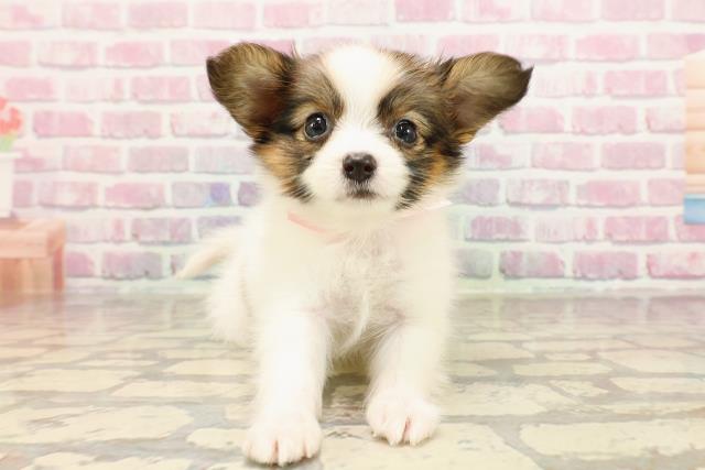栃木県のパピヨン (Coo&RIKUFKDインターパーク店/2025年6月1日生まれ/女の子/ホワイトブラウン)の子犬の1枚目の画像