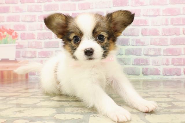 栃木県のパピヨン (Coo&RIKUFKDインターパーク店/2025年6月1日生まれ/女の子/ホワイトブラウン)の子犬の3枚目の画像