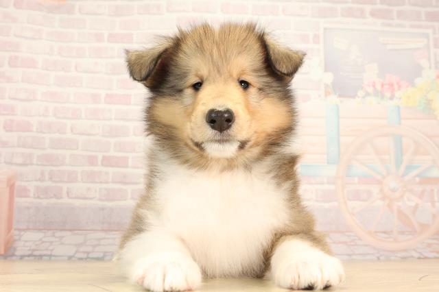 愛知県のボーダーコリー (Coo&RIKU名古屋みなと店/2025年6月1日生まれ/男の子/セーブルホワイト)の子犬の1枚目の画像