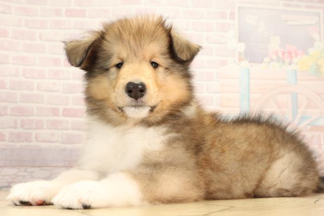 愛知県のボーダーコリー (Coo&RIKU名古屋みなと店/2025年6月1日生まれ/男の子/セーブルホワイト)の子犬の3枚目の画像