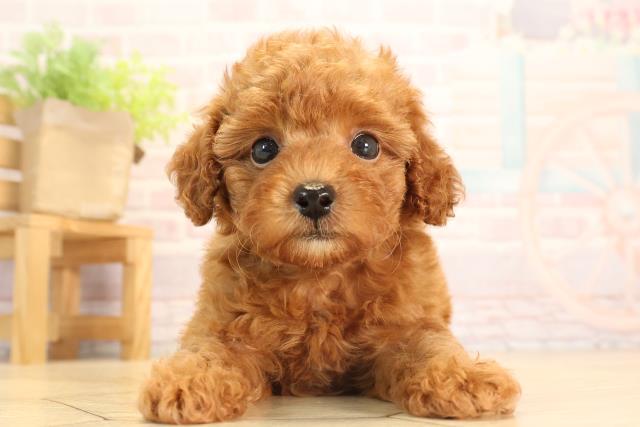 三重県のトイプードル(トイ) (Coo&RIKU四日市店/2025年6月1日生まれ/男の子/レッド)の子犬の1枚目の画像