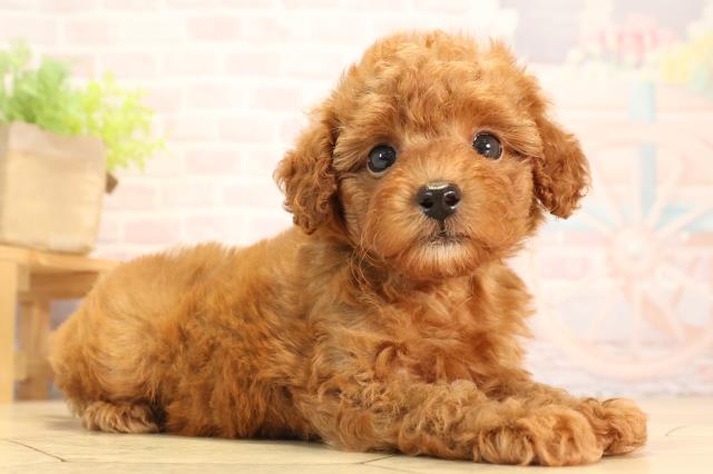 三重県のトイプードル(トイ) (Coo&RIKU四日市店/2025年6月1日生まれ/男の子/レッド)の子犬の2枚目の画像