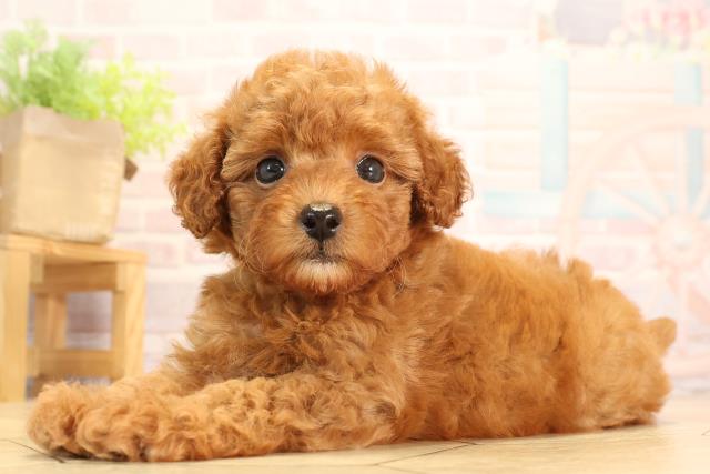三重県のトイプードル(トイ) (Coo&RIKU四日市店/2025年6月1日生まれ/男の子/レッド)の子犬の3枚目の画像