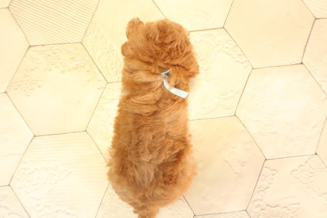 三重県のトイプードル(トイ) (Coo&RIKU四日市店/2025年6月1日生まれ/男の子/レッド)の子犬の4枚目の画像